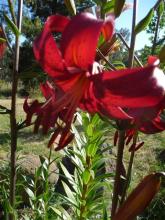 Asiatic Lilium Red Velvet