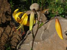 .Lilium.leichtlinii.