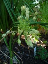 Allium flavum ssp tauricum, pale yellow