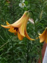 Cathy's Lilium.grayi.