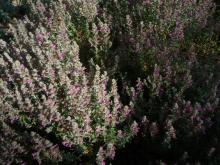 Teucrium marum