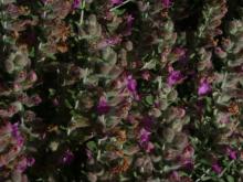 Teucrium marum