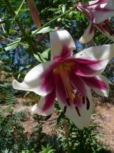 Lilium Silk Road