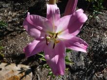 Lilium Table Dance