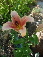 Lilium Orania