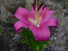 Lilium Robina.