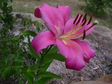 Lilium Robina