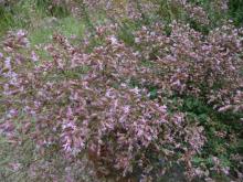 Origanum hybrids