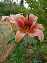 Lilium Orania