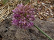 .Allium.saxatile