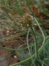 .Allium.saxatile.buds