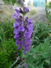 unknown herbaceous salvia