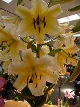 Best in Show.O-T.Lilium.Belladonna.