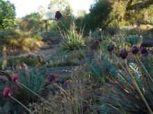 Allium sphaerocephalon