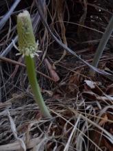 Urginea.maritima.