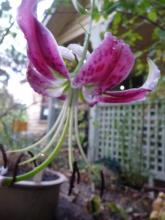 Lilium Black Beauty