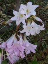 near white and mid-pink Belladonna Lilies