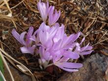 Colchicum cilicium - pale form