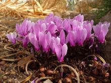 Cyclamen graecum