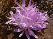 Colchicum cilicium pale form 