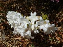 white belladonna lilies