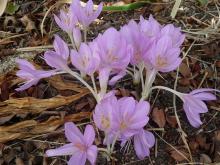 Colchicum Lilac Wonder