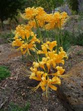 Lycoris aurea