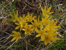 Sternbergia sicula in grass