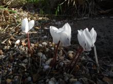 Cyclamen graecum album