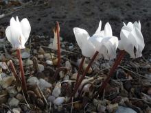 Cyclamen graecum album