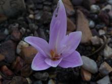 unknown little Colchicum