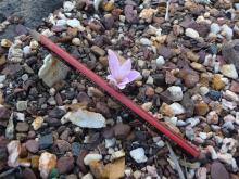 unknown little Colchicum with 6" pencil