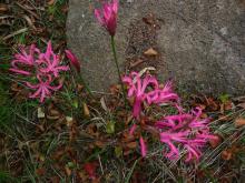 Nerine rosea