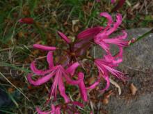 Nerine rosea