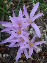 Colchicum maybe corsicum