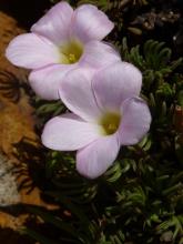 Oxalis flava mauve form