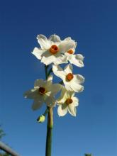 Narcissus elegans Hybrid #1