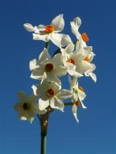 Narcissus elegans Hybrid #2