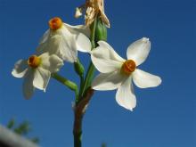Narcissus elegans Hybrid #3