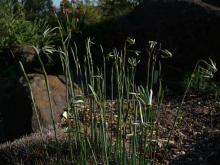 Narcissus viridiflorus