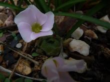 Oxalis palmifrons in flower