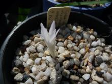 Colchicum diampolis