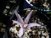 Colchicum diampolis