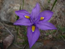 Moraea polstachya