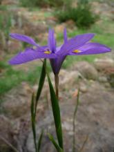 Moraea polstachya