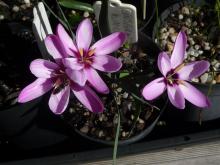 Hesperantha humilis