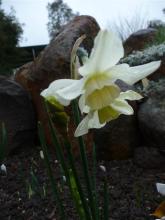 Narcissus 'Viristar' 7 W-W
