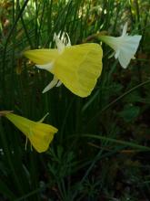 Narcissus seedlings including 10 W-Y