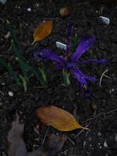 Iris Violet Beauty