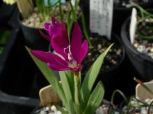 Hesperantha pauciflora (magenta)